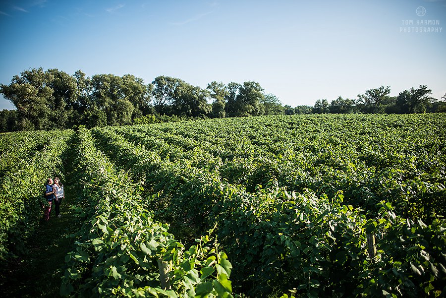 Lucas vineyards pictures