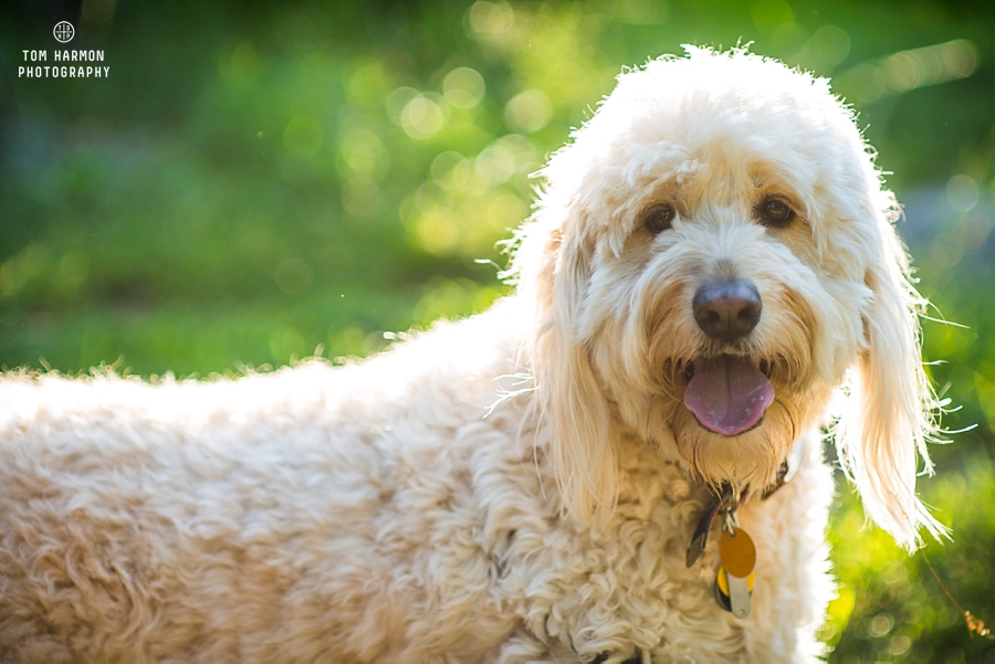 Central_Park_Engagement_0011