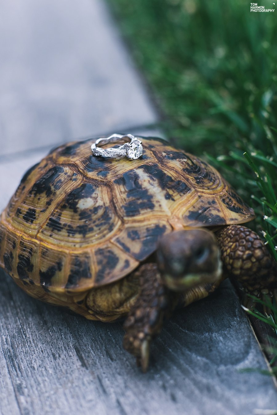 highline_park_engagement_0015